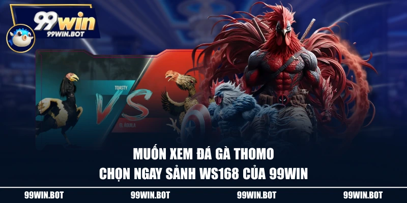 Muốn xem đá gà Thomo chọn ngay sảnh WS168 của 99WIN